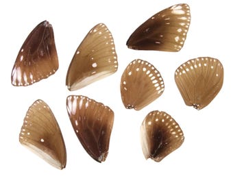 10 Striped Blue Crow Butterfly Loose Wings (Euploea mulciber) Real Wings for Artistic Creation