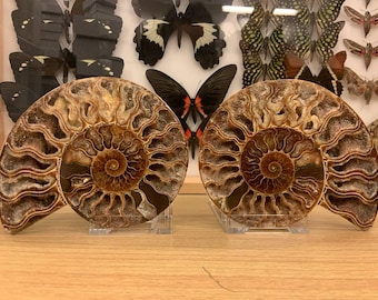 Large Cut & Polished Ammonite Pair (CPA08) FREE SHIPPING