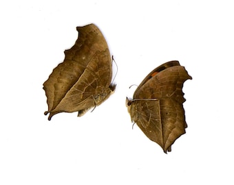 TWO (2) Peacock Pansy (Junonia almana) A1 Unmounted Specimens
