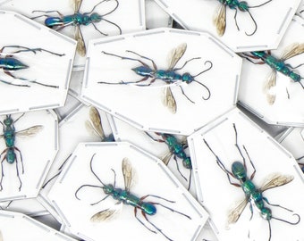 LOT OF 10 Turquoise Wasps (Ampulex erythropus) A1 Wings Spread