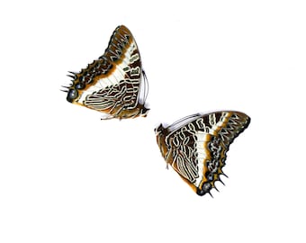 TWO (2) The White-barred Emperor (Charaxes brutus) A1 Unmounted Specimens