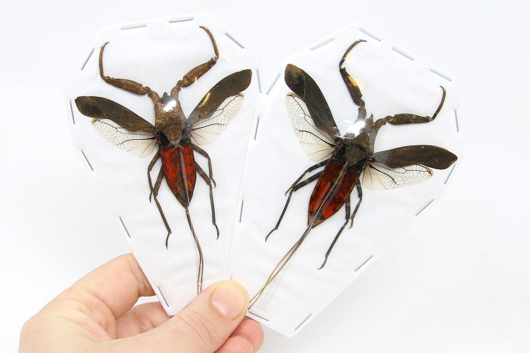TWO (2) Java Water Scorpions (nepa Rubra) A1 Real Dry-preserved Insects ...