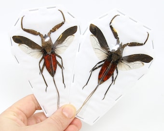 TWO (2) Java Water Scorpions (Nepa rubra) A1 Real Dry-Preserved Insects, Unmounted Entomology Taxidermy Specimens, Hemiptera