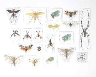 Mixed Pack of Insect Specimens | Assorted Unmounted Invertebrates & Taxidermied Bugs