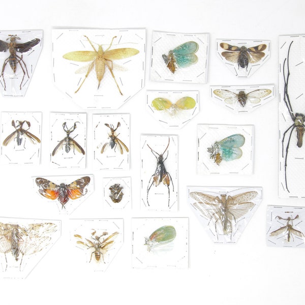 Mixed Pack of Insect Specimens | Assorted Unmounted Invertebrates & Taxidermied Bugs