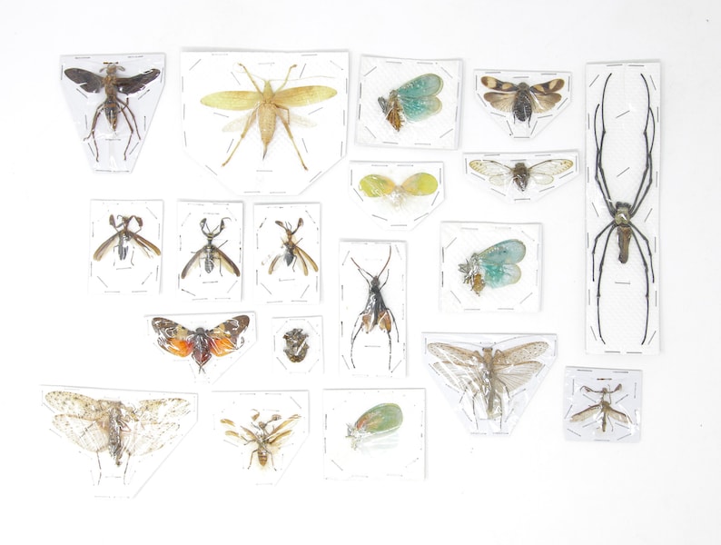 Mixed Pack of Insect Specimens Assorted Unmounted - Etsy UK