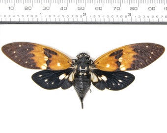 TEN (10) Small Amber Cicadas (Ambragaeana ambra) A1 Specimens for Collecting Art Entomology