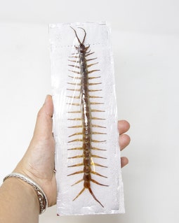 10 匹の巨大ムカデ (Scolopendra subspinipes) 6-8 インチの広げた標本