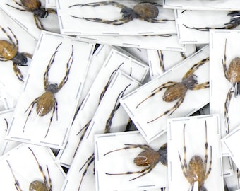 LOT of 10 Malabar Nephilid Spiders (Nephilengys malabarensis) STUFFED ABDOMENS Taxidermy A1