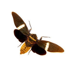 TWO (2) Tosena fasciata, CICADAS 4.5-5 Inch Wingspan, A1 Real Entomology Spread Specimens
