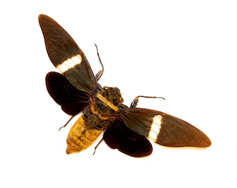 TWO (2) Tosena fasciata, CICADAS 4.5-5 Inch Wingspan, A1 Real Entomology Spread Specimens