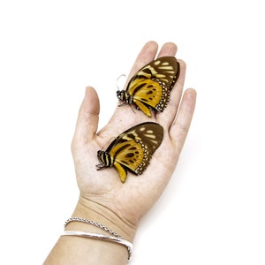 May include: Two brown and yellow butterflies with black markings are resting on a person's open hand. The butterflies have a pattern of small white dots on their wings.