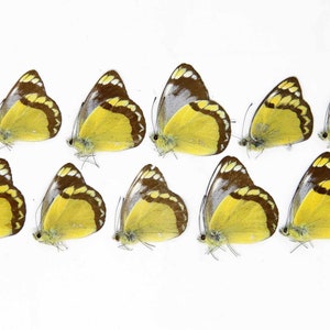 TEN (10) DELIAS ECHIDNA | The Echidna Jezebel Butterfly | Dry-preserved specimens