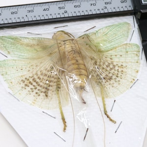Katydid Insect Collection (Thailand) A1 Spread Specimen, Long-horned Grasshopper, Bush Cricket, Lot#08