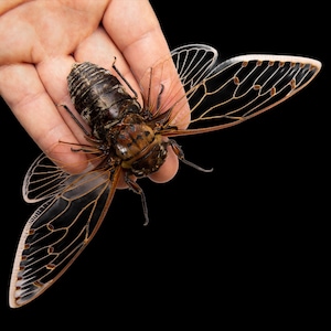 World&#39;s Largest Cicada Species 7-8&quot; Wingspan | Megapomponia merula | HUGE MEGA GIANT Spread Specimen A1