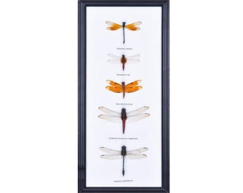 Five (5) Dragonfly Entomology Insect Taxidermy Display Frame, 14 x 6 in. Gift Boxed