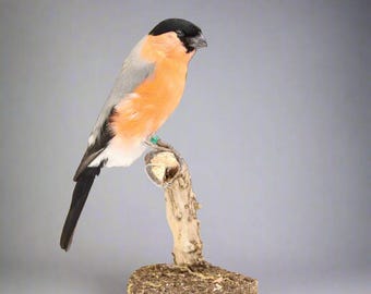 Eurasian Bullfinch Taxidermy (Pyrrhula pyrrhula) Non-CITES species