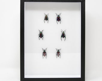 Real Dry-Preserved Insect Specimens with Collection Data | Museum Entomology Box Frame | 12x9x2 inch