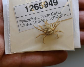 Majidae Crab Specimen (Seiitaoides orientalis) Philippines, SEA-LIFE Artistic creation, Framing, Collecting (1265949)
