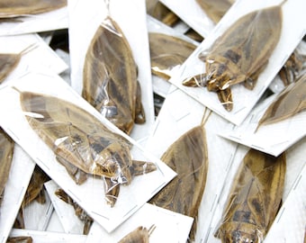 Pack of 10 Thai Giant Water Bug 3.5" (Lethocerus grandis) Belostomatidae Specimens A1 Entomology Supplies