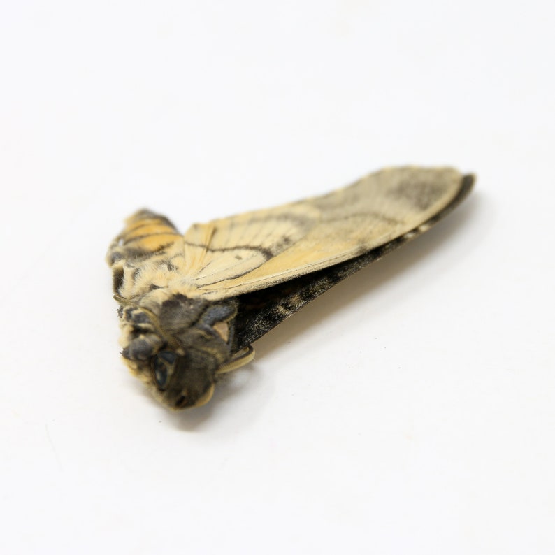 Peut inclure: Un papillon mort aux ailes brunes et beiges, gisant sur une surface blanche.