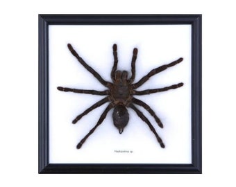 Malaysian Bird-Eating Tarantula (Haplopelma sp.) | Framed Arachnid Wall Decor | Unique Taxidermy Collectables | 8.75 x 8.75 in. Gift Wrapped