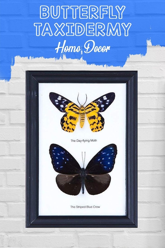 Quadro Decorativo Con Farfalle Reali - Cornice Bianca Per Casa E Regali Speciali - Foto 11