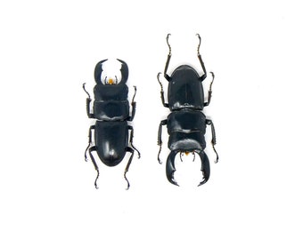 TWO (2) Stag Beetles (Dorcus titanus typhon) A1 Unmounted Specimens 55mm