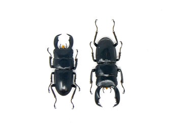 TWO (2) Stag Beetles (Dorcus titanus typhon) A1 Unmounted Specimens 55-75mm