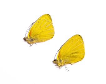 TWO (2) Delias levicki | A1 Real Dry-Preserved Butterflies | Unmounted Entomology Taxidermy Specimens