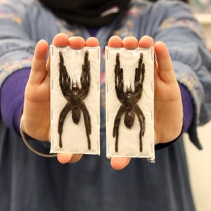 Peut inclure: Deux araignées noires préservées sont présentées dans un emballage rectangulaire transparent. Les araignées sont positionnées avec leurs pattes écartées, mettant en valeur leurs détails complexes. L'arrière-plan est flou, attirant l'attention sur les arachnides.