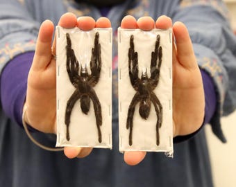 TWO (2) Java Tarantulas (Selenocosmia javanensis dolichoplectra) A1 Dry-preserved Spread Specimens