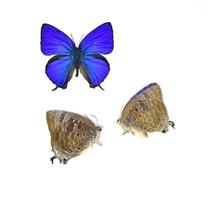 DOIS (2) Sumba Lustrous Blue (Arhopala araxes onetor) A1 Espécimes de borboletas preservadas a seco