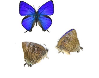 TWO (2) Sumba Lustrous Blue (Arhopala araxes onetor) A1 Dry Preserved Butterfly Specimens