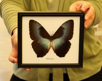 Real Butterfly Specimen Vintage Framed Dry-preserved Taxidermy Butterfly