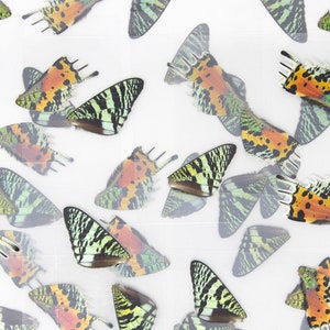 May include: A collection of colorful butterfly wings with green, orange, black, and white patterns. The wings are arranged on a white background.