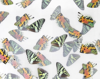 Laminated Sheets (16 WINGS) Chrysiridia rhipheus Real Sunset Moths Butterfly Wings | A4 Glossy 150 microns 216x303mm