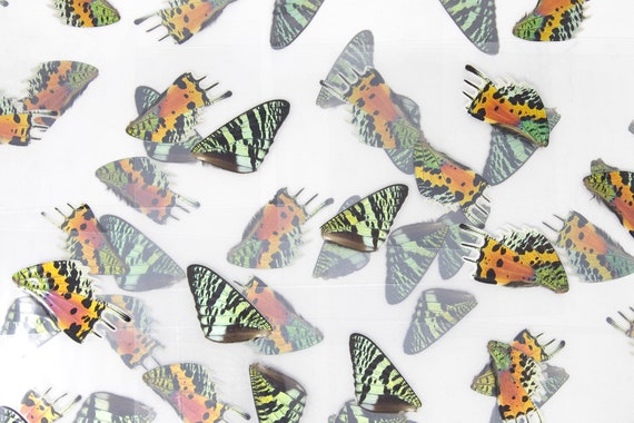 Laminated Sheets (16 WINGS) Chrysiridia rhipheus Real Sunset Moths Butterfly Wings | A4 Glossy 150 microns 216x303mm