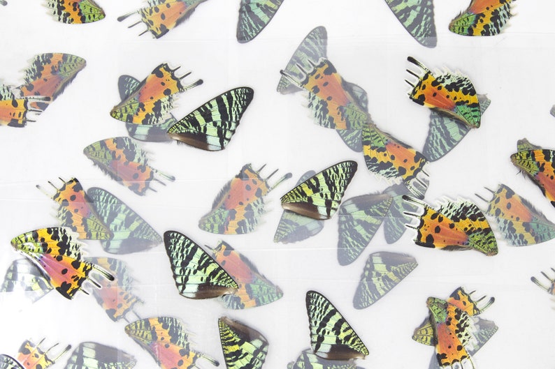 May include: A collection of colorful butterfly wings with green, orange, black, and white patterns. The wings are arranged on a white background.
