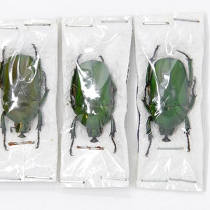 Three (3) Trigonophorus rothschildi, Unmounted Beetle Specimens with Scientific Collection Data, A1 Quality