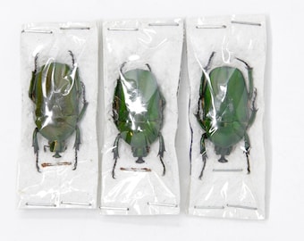 Three (3) Trigonophorus rothschildi, Unmounted Beetle Specimens with Scientific Collection Data, A1 Quality