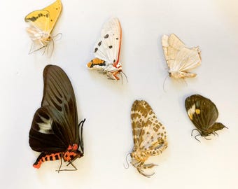 蛾標本 むし 熱帯産蛾6匹、未組立標本、A1 昆虫学 - Etsy 日本
