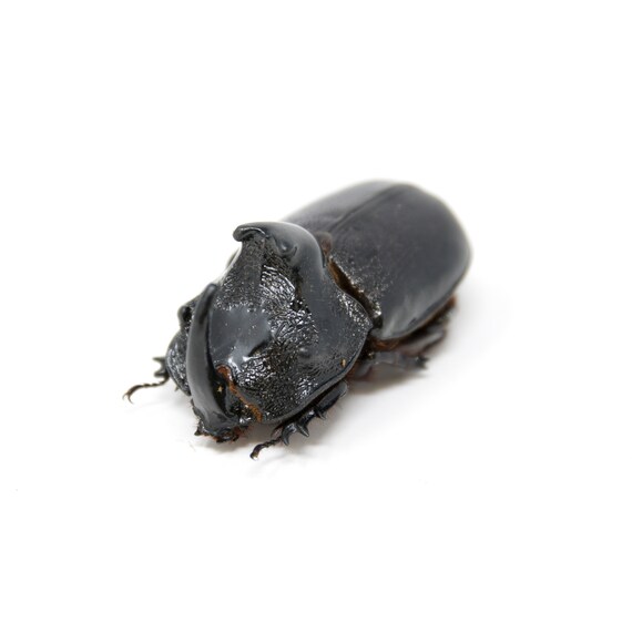 PACK OF 10 Thai Rhino Beetles (trichogomphus Martabani) A1 Real