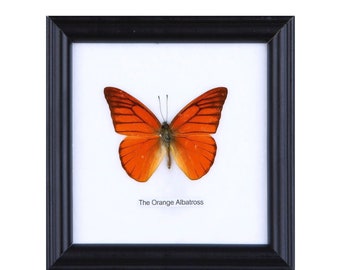 12 FRAMES (FOR RESELLERS) The Orange Albatross | Real Butterfly Mounted Under Glass, Wall Hanging Home Décor Framed 5 x 5 In. Gift Boxed