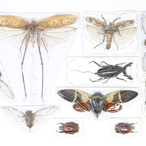 Assorted Entomolgy Specimens (Thailand) A1 Unmounted Dried Insect Collection, LOT*055