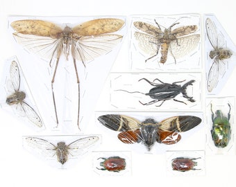 Assorted Entomolgy Specimens (Thailand) A1 Unmounted Dried Insect Collection, LOT*055