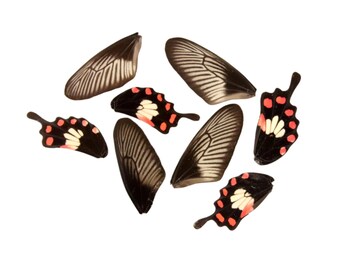 10 Common Rose Loose Butterfly Wings (Pachliopta aristolochiae) Real Wings for Artistic Creation