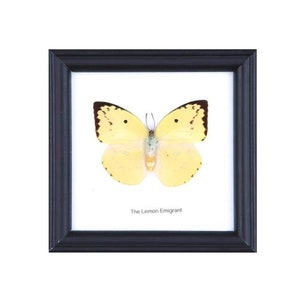 The Lemon Emigrant Butterfly (Catopsilia pomona) | Real Butterfly Mounted Under Glass, Wall Hanging Home Décor Framed 5 x 5 In. Gift Boxed