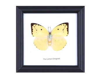 The Lemon Emigrant Butterfly (Catopsilia pomona) | Real Butterfly Mounted Under Glass, Wall Hanging Home Décor Framed 5 x 5 In. Gift Boxed