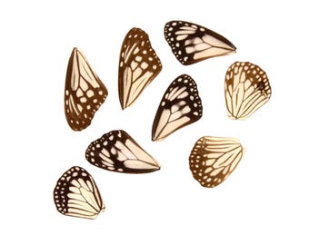 10 Glassy Tiger Loose Butterfly Wings (Parantica aglea) Real Wings for Artistic Creation